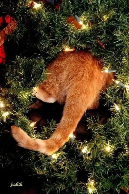 Roberta44447827's tweet photo. @de_mico Buongiorno a te 😍😍🤭🤩🤭🤩😇❤🌷🎁❄❄❄❄⛄❄⛄❄☕☕☕☕☕ https://t.co/vmtRMC8gM6