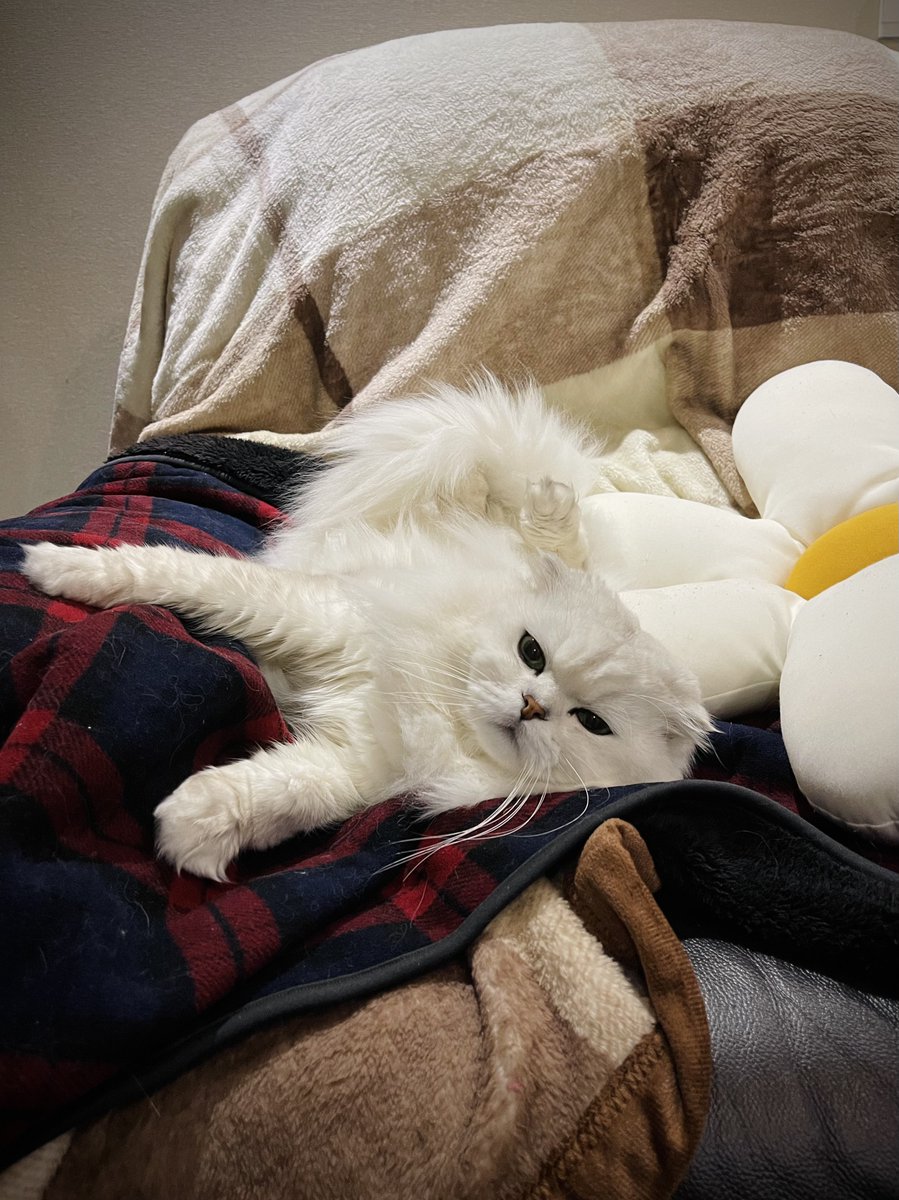 Morning, all my paws💞 Gulu wishes you are having a great Monday😽

#CatsOfTwiter 
#cats 
#猫