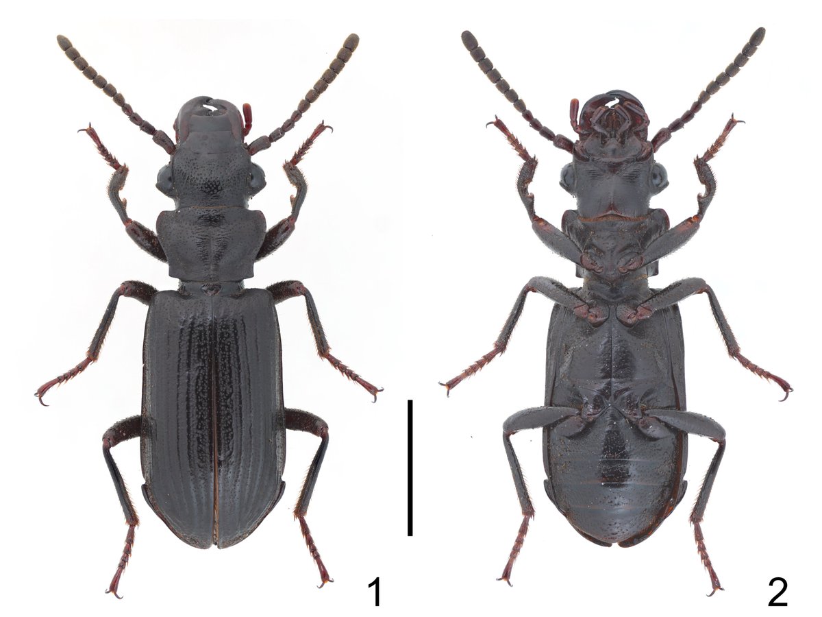RT @shu_995: Pseudozaena orientalis (Klug, 1831) フトアゴエグリ