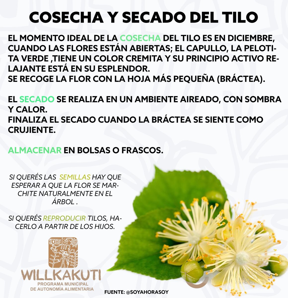 WillkakutiSR's tweet image. 🍂 #Willkakuti informa sobre la cosecha y el secado del #tilo🍂

#programadeautonomiaalimentaria 
#plandeemergenciaalimentaria 
#tumunicipio