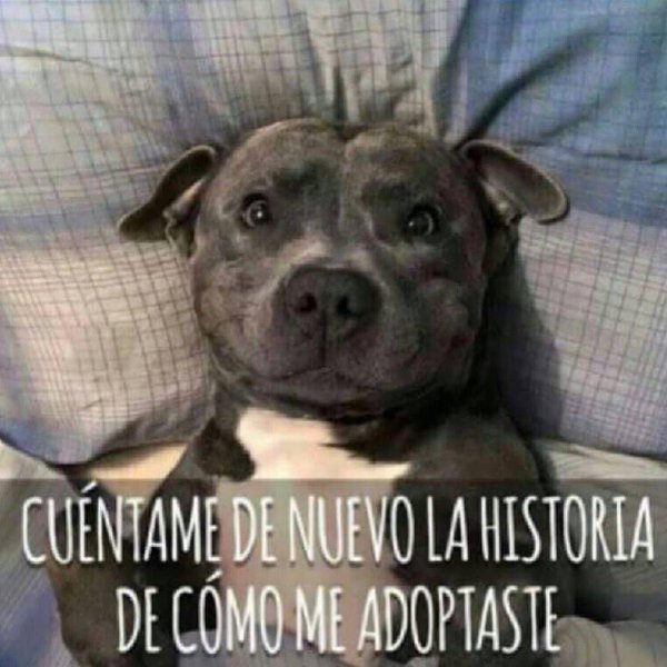 guardiacivil's tweet photo. En las protectoras de #animales hay miles de #perros 🐶 y #gatos 😺 que sueñan 🤩 con tener un #hogar...

¿Te animas a salvar una vida? https://t.co/w44fFR4vJZ