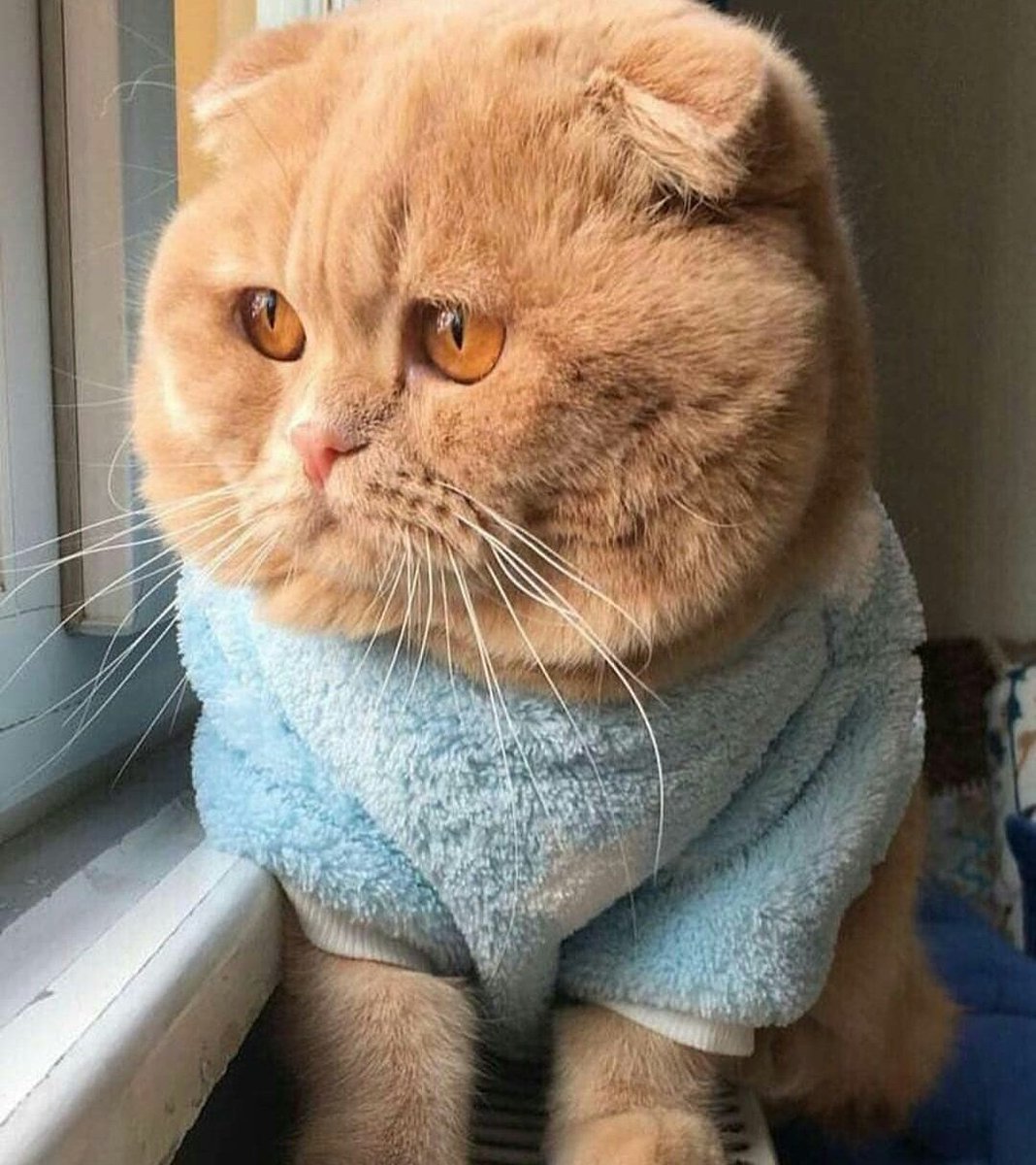 BOX VILLAT tweet media