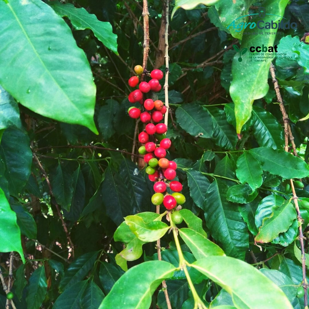 AgrocabildoTfe's tweet photo. 🌳 Recolección de #café ☕️ en el barranco de El Cercado, en San Andrés. Una nueva línea de trabajo del Centro de Conservación de la Biodiversidad Agrícola de #Tenerife, #CCBAT. Pronto se comenzará a hacer los semilleros y a caracterizar las variedades.
#ExtensionAgraria https://t.co/1R5gE1Gexh