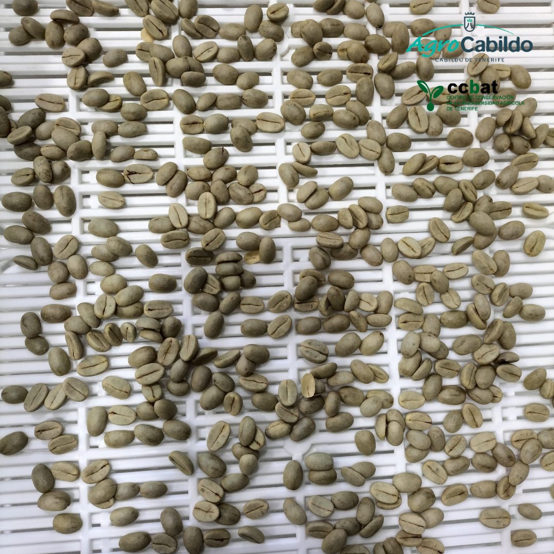 AgrocabildoTfe's tweet photo. 🌳 Recolección de #café ☕️ en el barranco de El Cercado, en San Andrés. Una nueva línea de trabajo del Centro de Conservación de la Biodiversidad Agrícola de #Tenerife, #CCBAT. Pronto se comenzará a hacer los semilleros y a caracterizar las variedades.
#ExtensionAgraria https://t.co/1R5gE1Gexh