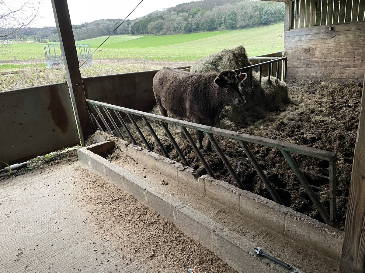 farmerrups's tweet photo. Good start to the week! They must have got bored! 🤦♂️ #farming #farm #cattle #beef #MondayMorning #attemptedescape https://t.co/GkOcNBmn8K