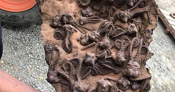 280 million year old fossil found in Western Australia, Photo by Tom Kapitany.