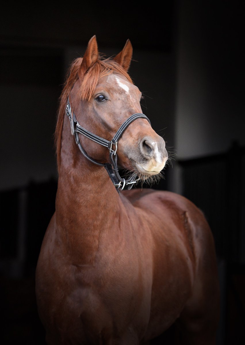 Genç, yıpranmamış ve güçlü bir aygır. Geçtiğimiz yıl 12500 tl idi bu sene ekonomik olarak atçıya destek olmak için 10. 000 tl de karar kıldık. Siz de yatırımınızı hem ekonomik hem kaliteli istiyorsanız doğru adrestesiniz. Mahmudiye Aşım İstasyonunda kısraklarınızı bekliyorum