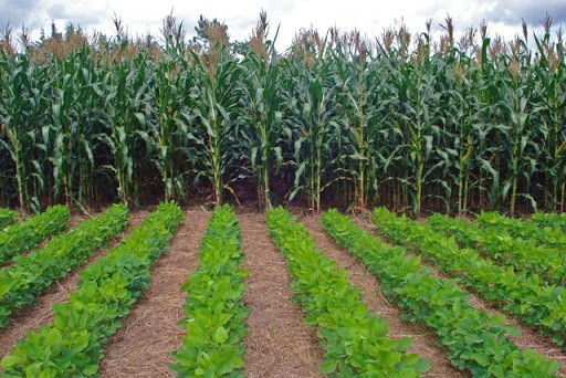mkulimayoung's tweet photo. Let's advocate for; 
1) Minimum soil disturbance. 
2) Mulching using crop residues. 
3) Crop rotations. 
4) Intercropping.

These practices improve soil structure &amp; protects the soil nutrient losses. >>>https://t.co/2cDIataXgA

#MkulimaYoung https://t.co/7ol5aPzFdp