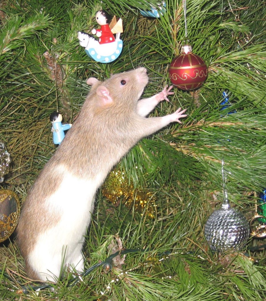 LegalizeRats's tweet photo. Who’s ready for Ratmas? 🌲 https://t.co/BdJkVI7Yvq