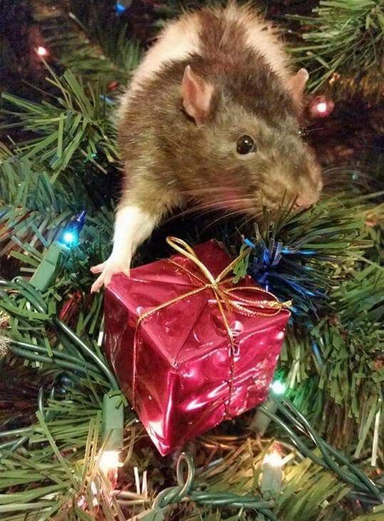 LegalizeRats's tweet photo. Who’s ready for Ratmas? 🌲 https://t.co/BdJkVI7Yvq