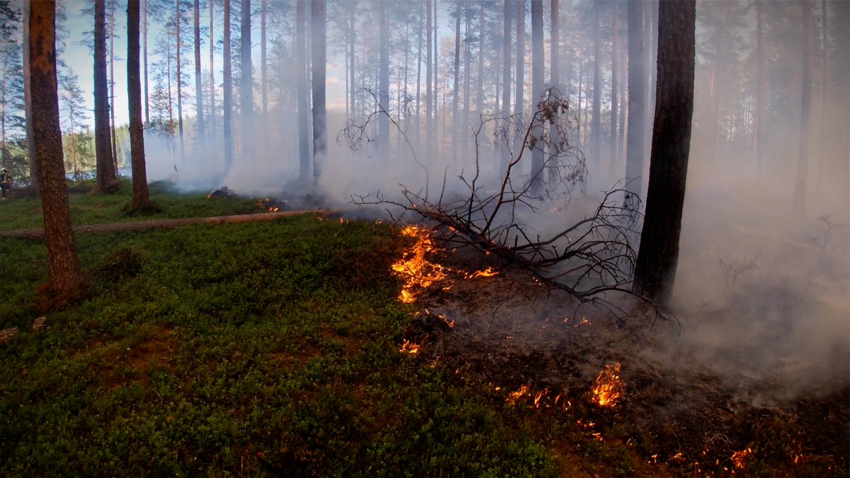 teliafinland's tweet photo. #5G taipuu myös metsäpalojen torjuntaan - #tekoäly ja #drooni apuna hankkeessa https://t.co/fyzDwptk3x https://t.co/Z9WVCw7mIK