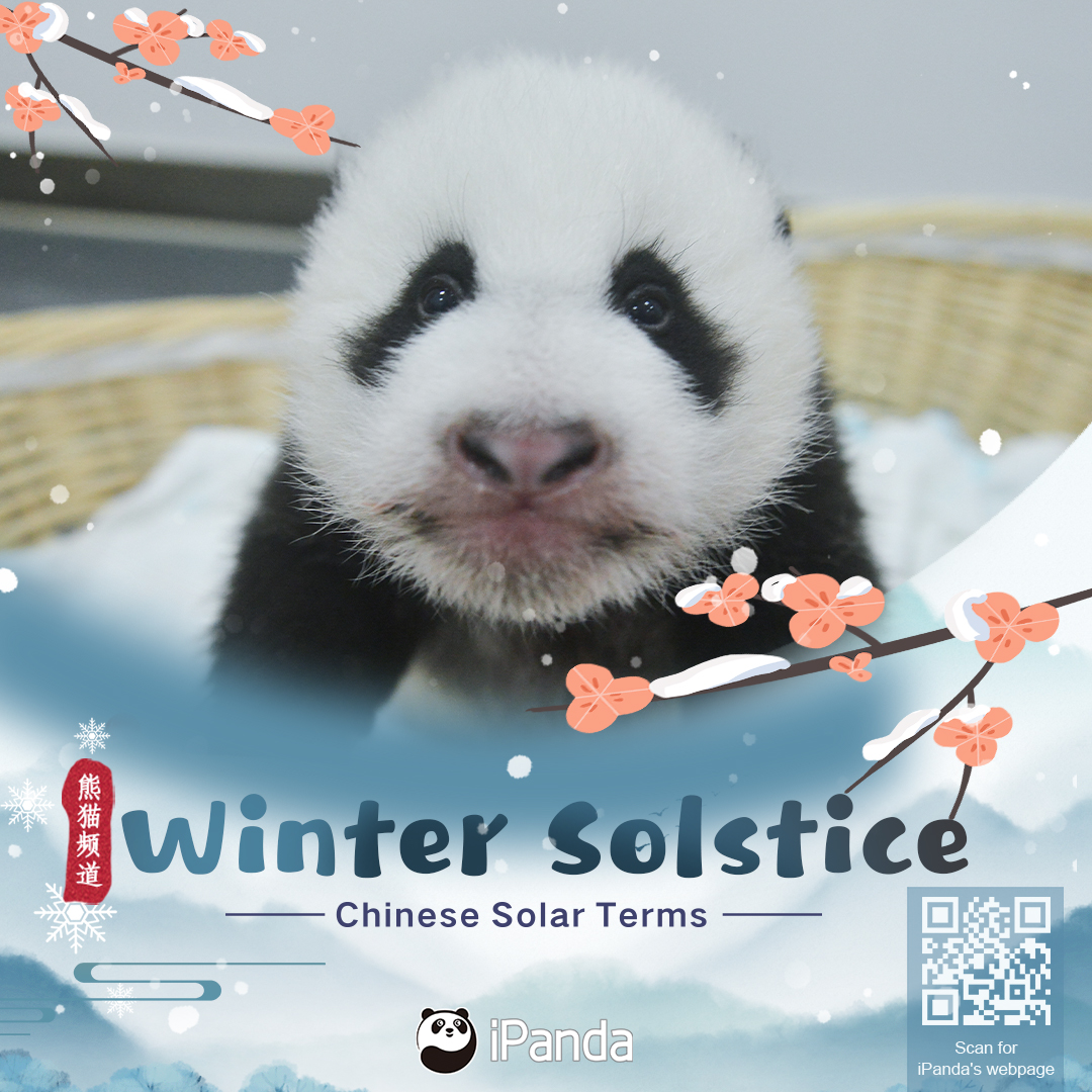 ipandacom's tweet photo. Today is the Winter Solstice, the 22nd solar term of a year, marking the peak of winter. Here are panda dumplings sending the warmest winter greetings to all panda lovers.

#PandaPic #ChineseCulture #CCRCGP https://t.co/pYf6Vu39lg