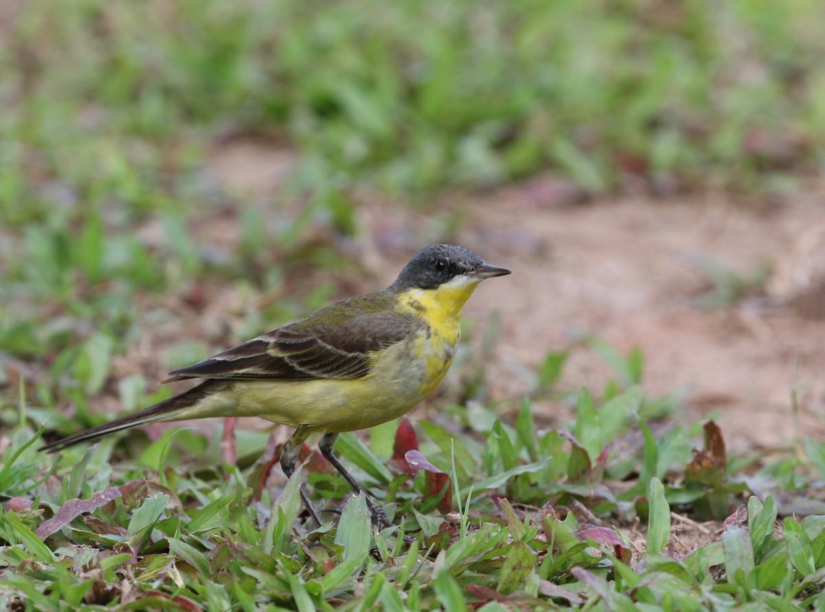 GaryAllport's tweet photo. Eastern Yellow Wagtail - not Western - is the predominant species in #SriLanka in non-breeding season. See our recent paper @online_BOC here https://t.co/9rMAXndFeP and info slides for those birding in Sri Lanka.  Great work also on this now in India too @indianBIRDSJrnl https://t.co/c1rlEQUKar
