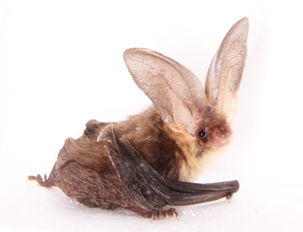 BossoLuciano's tweet photo. What kind of #forest #management favours foraging in brown long-eared #bats #Plecotus auritus? Our study @leonardoancillo, hot off the press, answers the question! Please click the link to request the download of the article: https://t.co/crNTerruJK
#bat #ecology #chiroptera https://t.co/0dDsxbt4B5