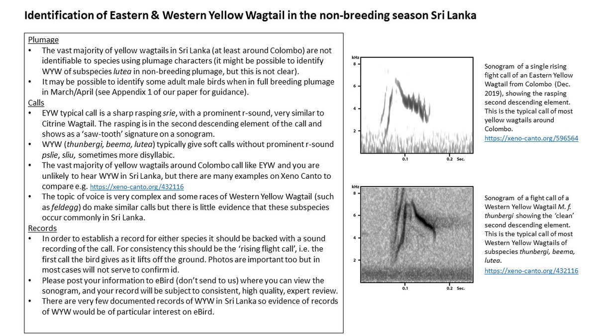 GaryAllport's tweet photo. Eastern Yellow Wagtail - not Western - is the predominant species in #SriLanka in non-breeding season. See our recent paper @online_BOC here https://t.co/9rMAXndFeP and info slides for those birding in Sri Lanka.  Great work also on this now in India too @indianBIRDSJrnl https://t.co/c1rlEQUKar