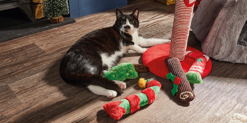 YummyHound's tweet photo. Photogenic and able to pose or play on cue, cat models Spud, Annie and Angel show @AldiUK Christmas cat gifts with a sense of realism.
Want professional cat models for your next project? Then call 020 8161 6556 or email info@urbanpaws.co.uk
#CatModels #AnimalTalent #UrbanPawsUK https://t.co/ittMnat1ZQ