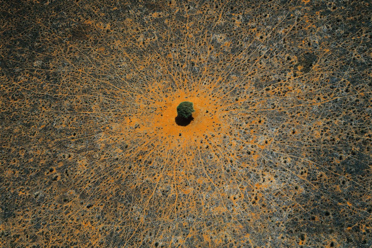 inthemoodfortw's tweet image. "Trees are much like human beings and enjoy each other's company. Only a few love to be alone." Jens Jensen, Siftings, 1939 / Tree of life, Tsavo national park, Kenya © Yann Arthus-Bertrand #thegoldentreeoflifespringsevergreen