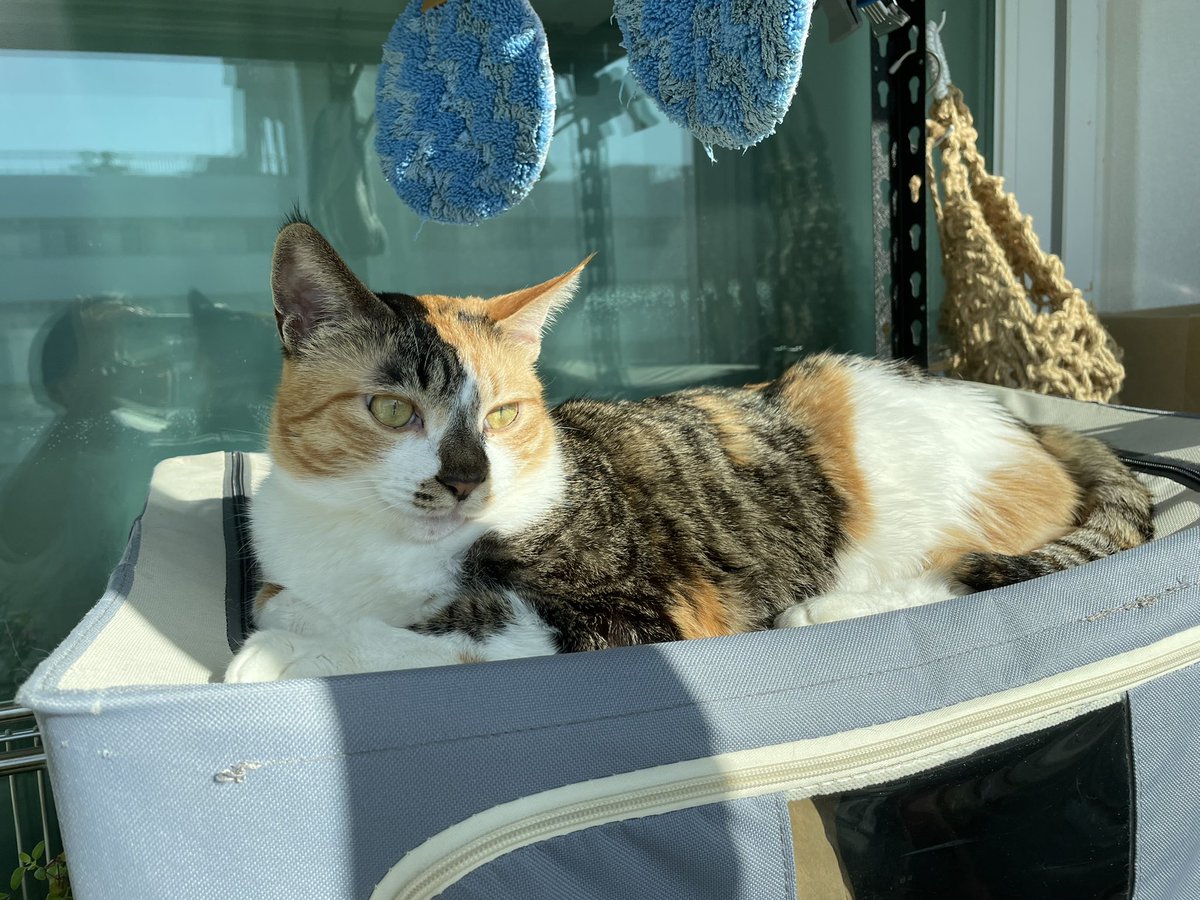 주말의 아가고양이들