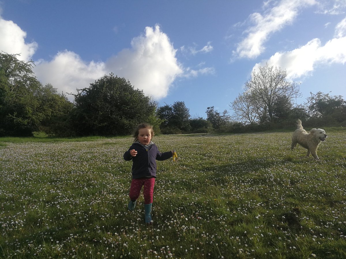 hey_dec's tweet photo. @teresa_veigh @SaveLeitrim @sarahcareyIRL This field was planted shortly after. For 2 weeks the machines uprooted everything to make way for sitka. We have no bees or butterflies anymore and the kids loved this as covered with daisies every year. Soon it will in darkness and the man who planted doesn't live in Leitrim https://t.co/A194OHwx53