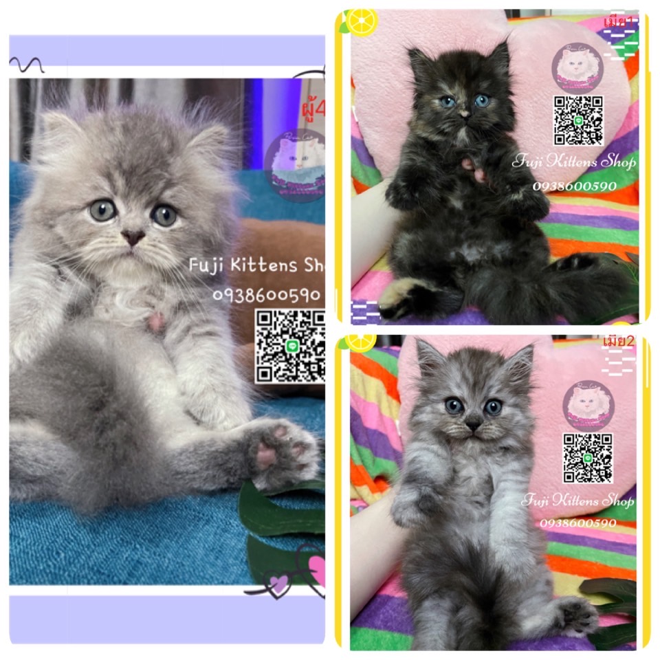 FujiKittensShop's tweet photo. 😺📲ขายลูกแมวเปอร์เซีย
❤️(ผู้4) เทาขาวหมี 6,500฿
❤️(เมีย1) สีกระดองเต่า 4,000฿
❤️(เมีย2) เทาชินชิล่า 5,000฿
LineID:0938600590
Call:0938600590
#แมว #แมวเปอร์เซีย #ขายแมว #ขายแมวเปอร์เซีย #แมวหาบ้าน #หาบ้านให้แมว #หาบ้านให้ลูกแมว #ทาสแมว #ซื้อแมว #ตลาดแมว https://t.co/Z9w62Zt6Sq