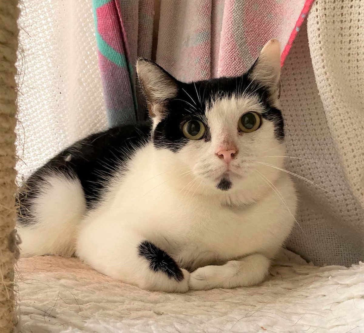 Meet Vixen, she is the 'reindeer kittens' mumma and is keen to have a new start - she wants to have lots of outdoor freedom and live on a farm/stables/country home. More about 'cats who need space' on our website bathcatsanddogshome.org.uk/rehoming/cats/…