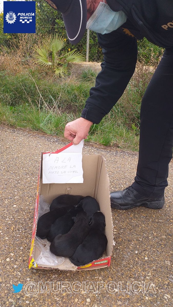 MurciaPolicia's tweet photo. Nuestros compañeros de La Raya recogieron ayer a estos preciosos cachorros tras haber sido abandonados dentro de una caja. 
 ¡Anímate a adoptar a alguno! 
Ponte en contacto con el centro Zoonosis  📲968297578, programa de adopción de animales de compañía ➡️https://t.co/kb2meyQtxs https://t.co/zc35zkNis6
