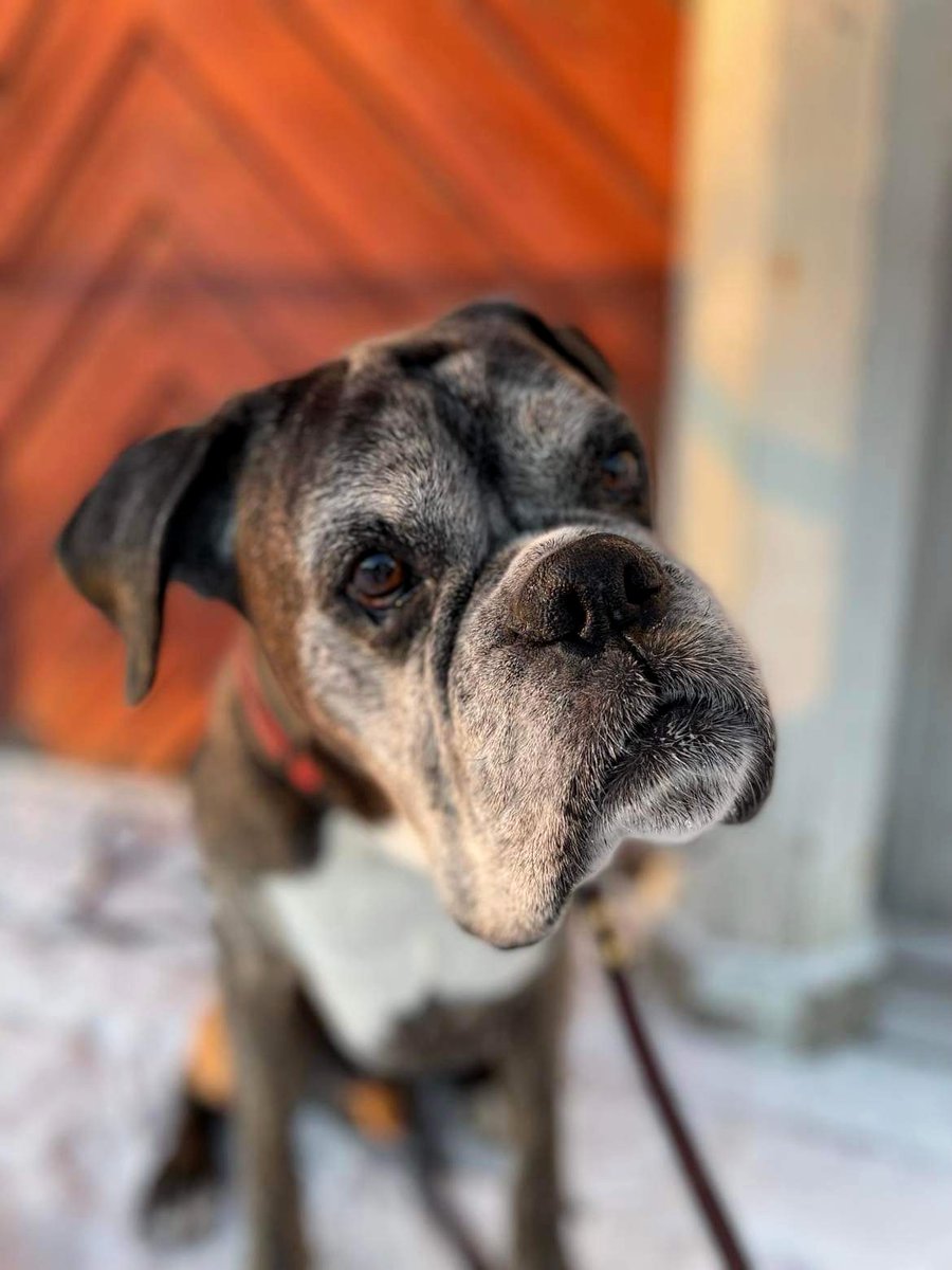There are no words for how much I love this adorable old fart 🥰 #boxerdogs #WINTER #oldguysrule