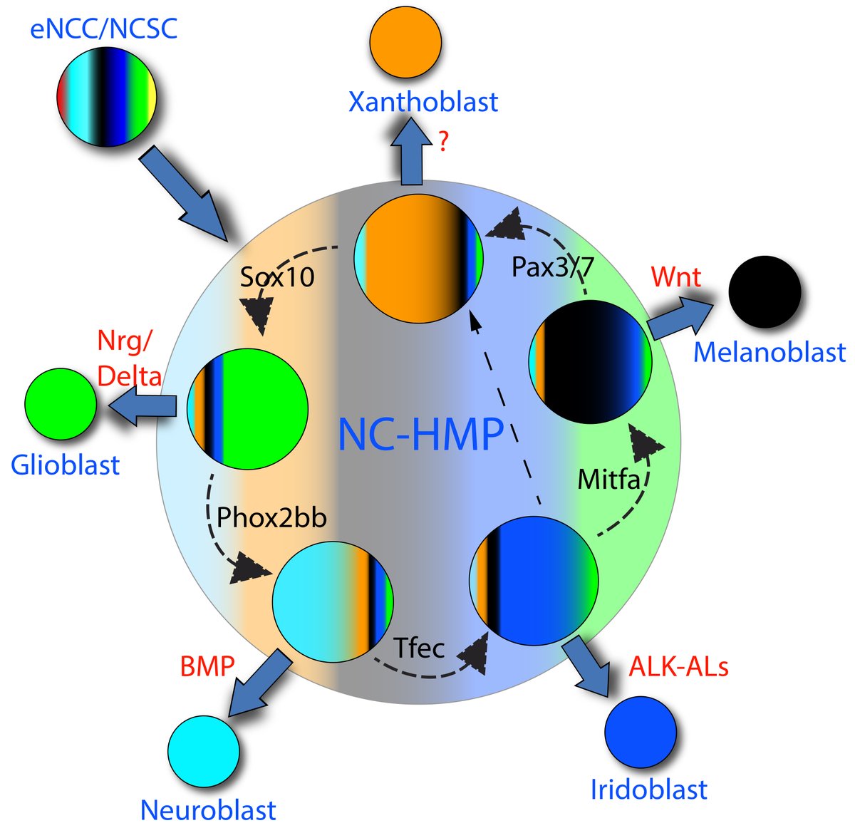 IJMS_MDPI's tweet photo. A review focused on #neural development outlining a new dynamic model, #Cyclical Fate Restriction, for how #neuralcrestcells might work that builds on the historical Direct Fate Restriction and Progressive Fate Restriction models in the
https://t.co/2Rn4057O4c
#sensoryneuron https://t.co/syqloadYyL