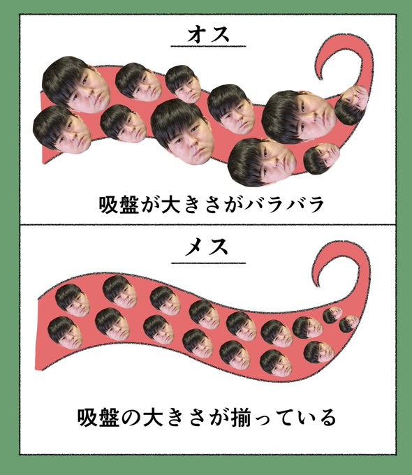 せいぞでわかるタコの性別 