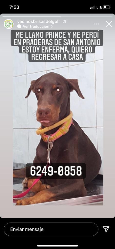 martinez_janet's tweet photo. Pido su apoyo para que me ayuden a encontrar mi doberman Prince, se encuentra enferma, la deje con mí hijo en las praderas de San Antonio, pero por los truenos se le escapó de la casa, estaba sola, la casa esta cercada @CastaliaPascual https://t.co/89HqUPBZXm