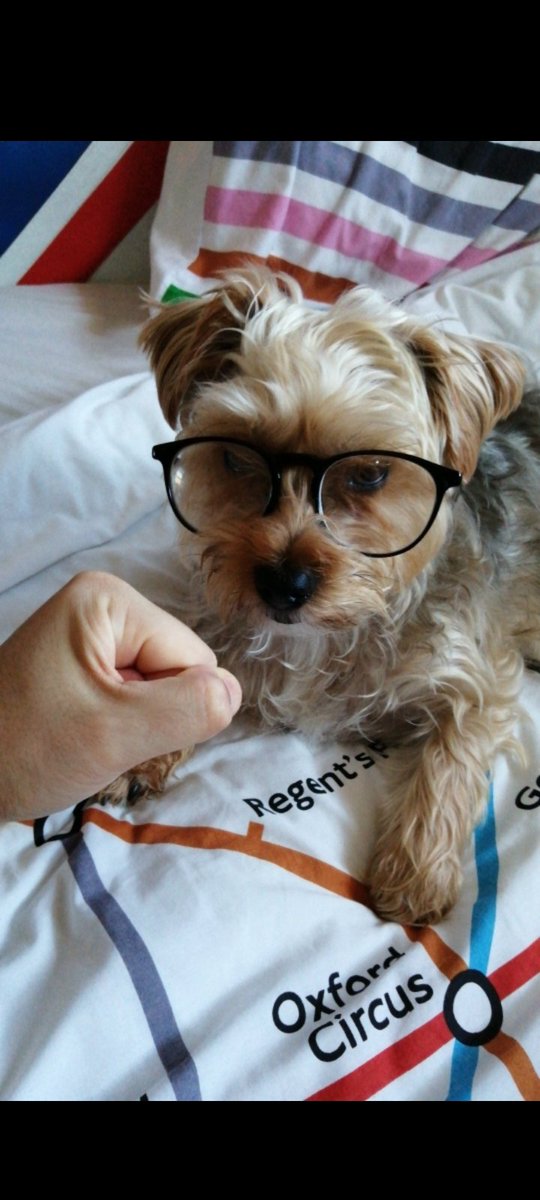 TheNFTGremlin's tweet photo. @TheDogePoundNFT Reggie is a single Dad who's turned his life around. He used to be on the streets, causing havoc, terrorising other dogs and sniffing butts without consent. 
Reggie is now a successful entrepreneur, launching a successful fashion brand which is targeted towards middle aged dogs https://t.co/jN0gRFjgij