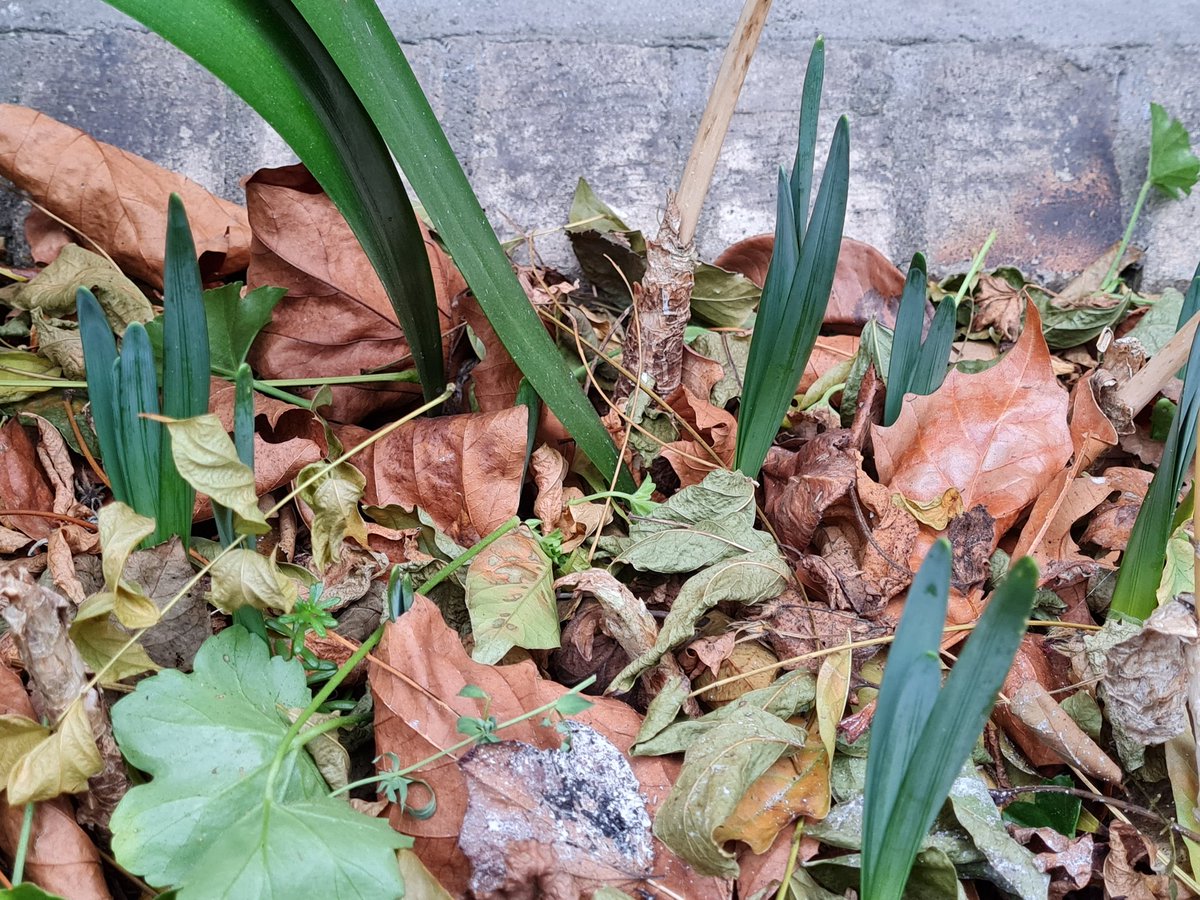 nphegarty's tweet image. Too, too soon: go back to sleep, daffodils. #winter #Solstice #notspringyet