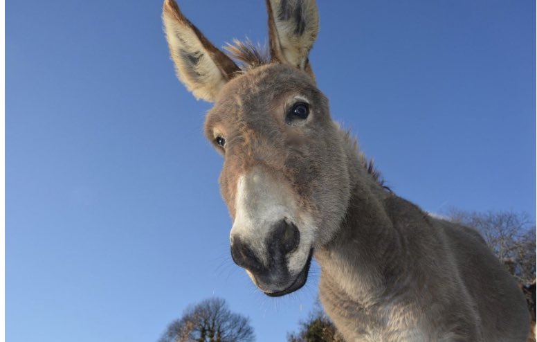 It would be easier if we had our own! The lady who was bringing a donkey to our christingle is unwell. If anyone local to Grantham has a donkey and can help us out on Christmas Eve we’d be forever grateful. (rector@stwulframs.com)<a href="/InvestSK/">Saskatchewan Trade & Invest</a> <a href="/GranthamJournal/">Grantham Journal</a> <a href="/southkesteven/">South Kesteven District Council SKDC</a>