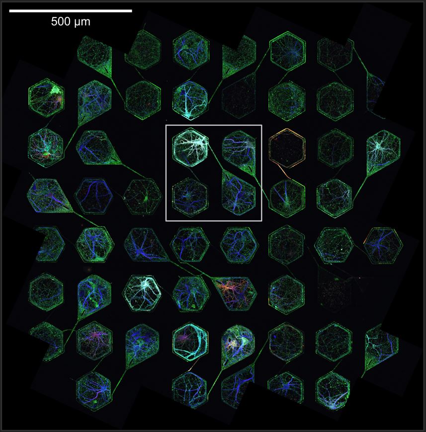 We developed a set of new methods &amp; tools to establish hundreds(!) of very well-defined neuronal circuits in vitro