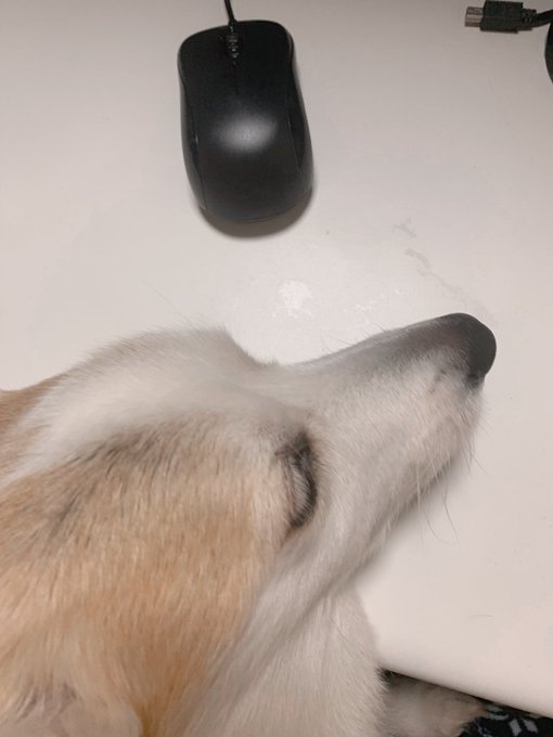 犬ちくわのtwitterイラスト作品