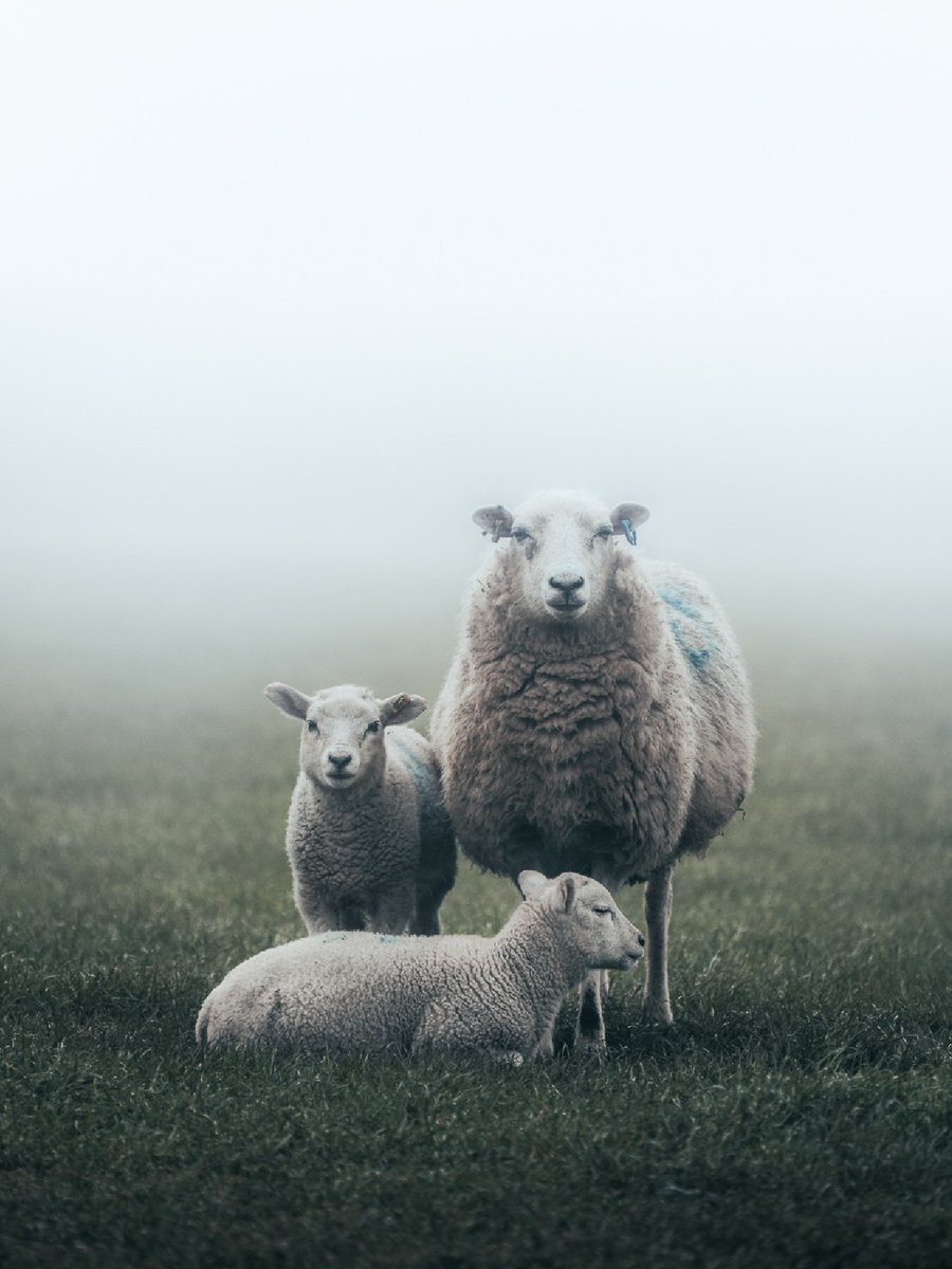 FujifilmUK's tweet photo. "I was out in the early morning fog and I saw this family of sheep appearing as I walked across the field. They looked to be enjoying themselves and it was a pleasure to capture this moment."
@eddcope captured these sheep perfectly posed for a family portrait 🐑
#FujifilmXT2 https://t.co/xEuHCTuspV