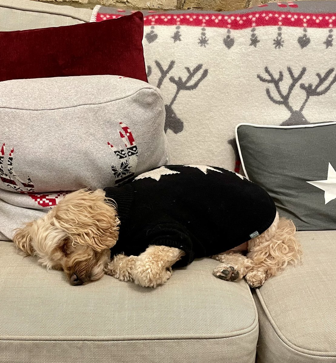 TheHoneyTails's tweet photo. The last few days have been very exciting - both the LPs home, Oodies, Christmas trees, the list goes on. So when a sofa with a pile of cushions and endless snoozle opportunities comes along - I take it 🎉
#SnugglyPup https://t.co/igjWWiP1p9