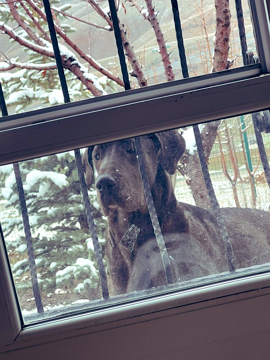 NullBey's tweet photo. Büyüyor kızlarım 🙏👍🌸 #danua #dogs https://t.co/WUEmn1hdJd