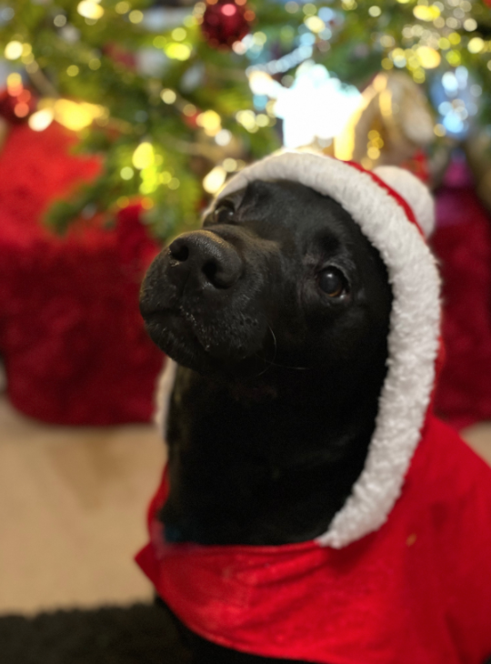 Christmas Break 2022 University University Of Chichester On Twitter: "The University Is Closed From Today  Until Tuesday 4 January Due To @Lincolnlabrador Needing A Well-Deserved  Break 🐶 To Our University Community, Have The Best Christmas Break