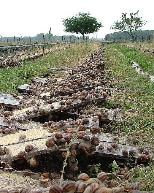 77_VivreEnGrand's tweet photo. Vivez un Noël en GRAND en Seine-et-Marne
Les escargots, met incontournable des repas de fêtes…En Seine-et-Marne, on les achète directement chez l’héliciculteur, à la Ferme de l’Ecluse chez la famille Janic ! Découvrez également les nombreuses recettes préparées par Francine ! https://t.co/4TNhxWBv9V