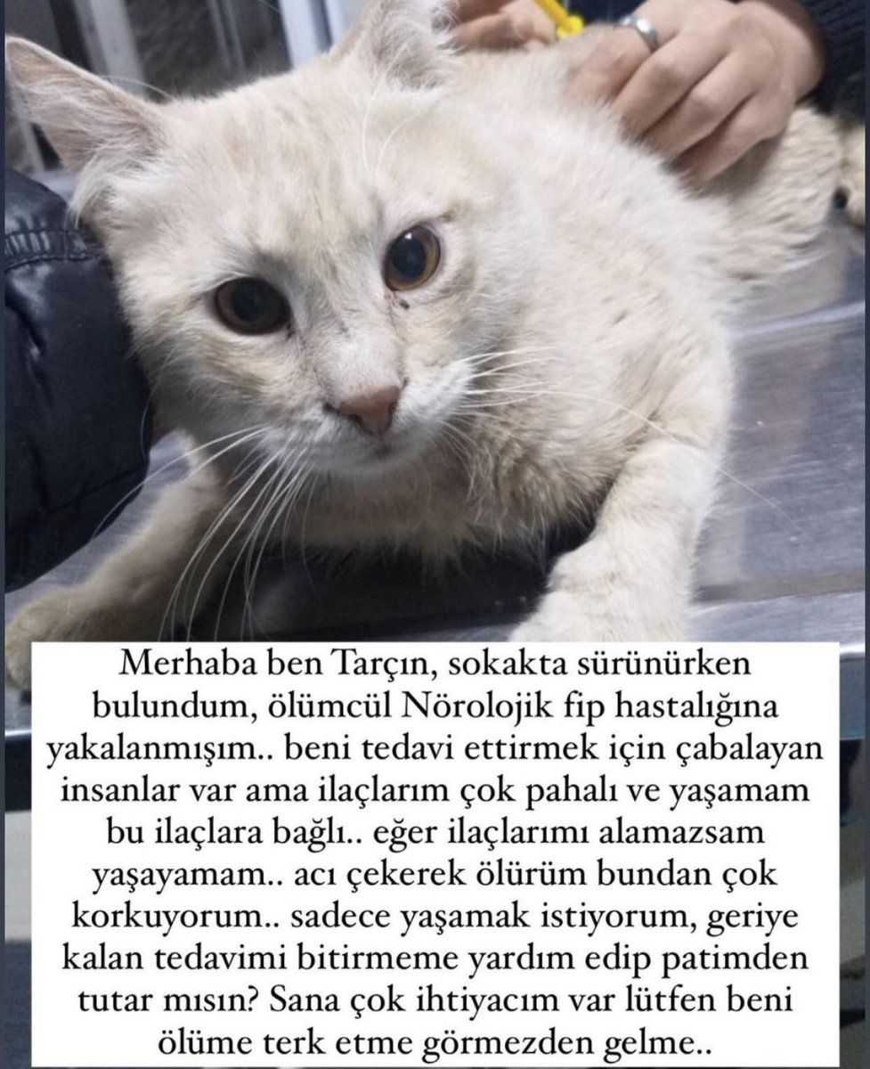 Tarçına el uzatın lütfen..