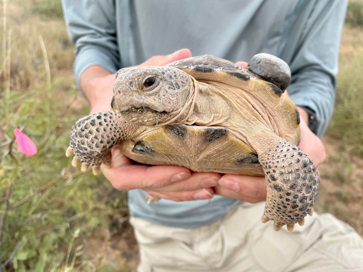 AbsLawson's tweet photo. Recruiting an M.S. student to study juvenile Bolson tortoise survival + movement in a reintroduced population 

3-yr grad assistantship, tuition covered + $200/month health insurance reimburse. Due Jan 5th

Cool study, big dataset, beautiful study site! https://t.co/UAqCduqDyO