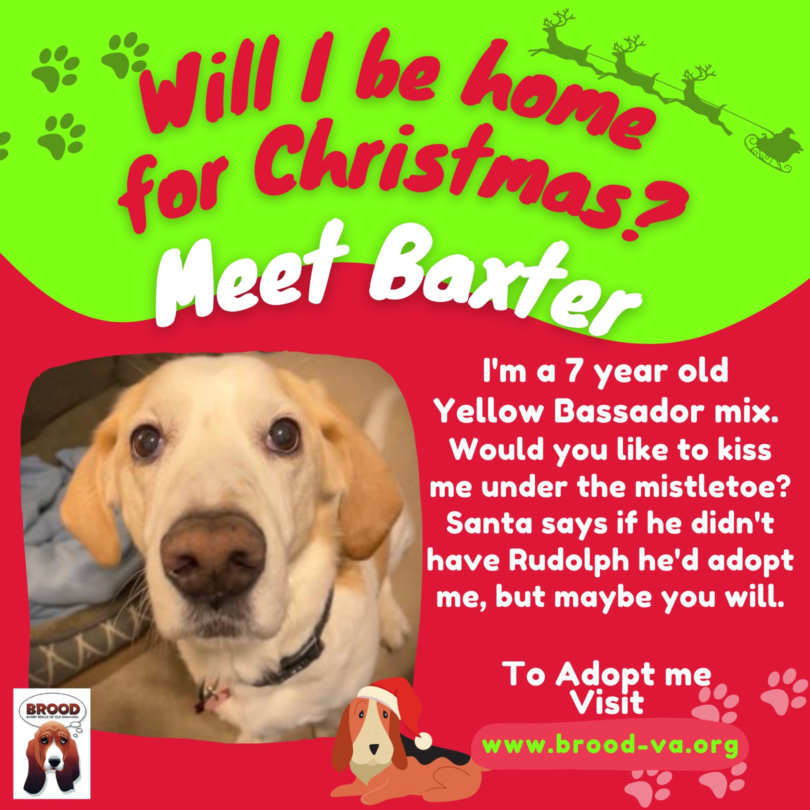 BROOD on X: "Meet Cliff, a 7 yo yellow #basset #labrador love bug! Cliff  has great house manners & is full of energy. Cliff is shy, but once warmed  up loves people (