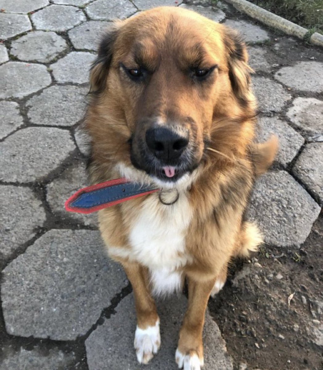 No soy tu  copito, no soy tu firulais. Soy Brownie, me puedes llamar por mi nombre o Primer Perrito de la República, que es el cargo que tengo por elección popular.