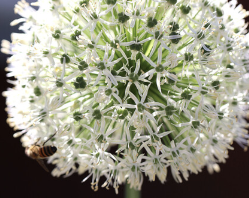 QGSltd's tweet photo. #Alliums for everyone! #stilltimetoplant #saleallium Potted and in the green these bad boys are so expensive, we've got our final discounts on limited stock of Purple Rain, Aflatunense &amp; Mount Everest.  https://t.co/7JEu3YwtMb https://t.co/wkxYwdPaFz