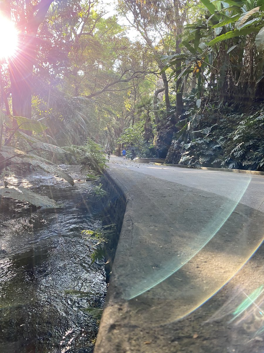 JosueLarMor's tweet photo. 20 años y no me deja de sorprender este magnífico espacio en #Cuernavaca nuevos 5k a mis tenis 👊🏻
#ParqueChapultepec 👌 https://t.co/A7w9LM16WP