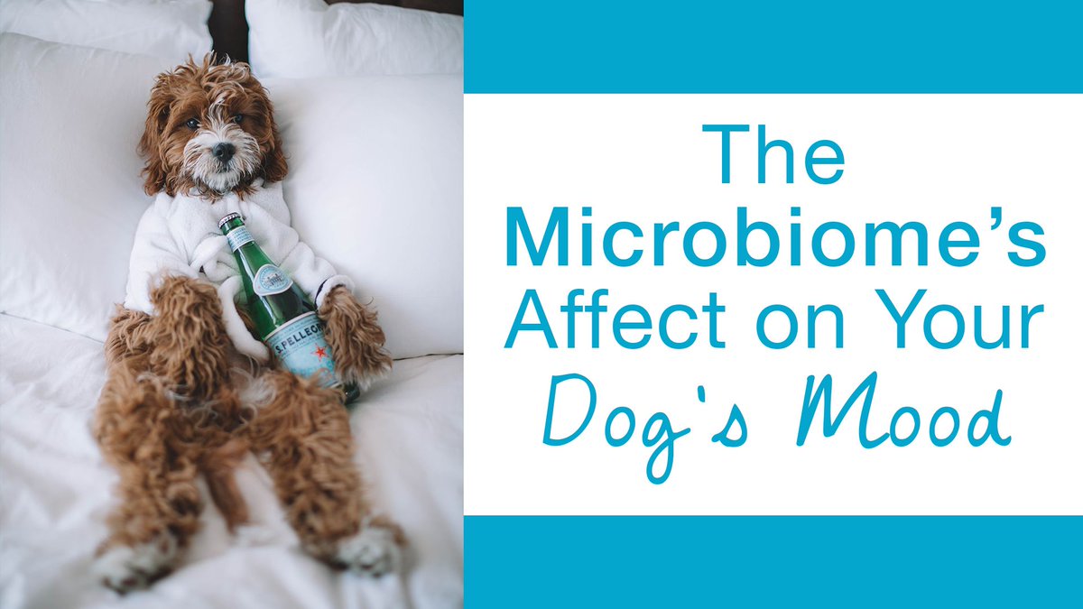 While powerful, your pet's microbiome is incredibly delicate. Diet, environment, stress, toxins, antibiotics, sleep, &amp; exercise all shape the microbiome &amp; the lengthy list of functions it’s responsible for, including your pet’s mood. buff.ly/3kP6h0O #anxiouscat