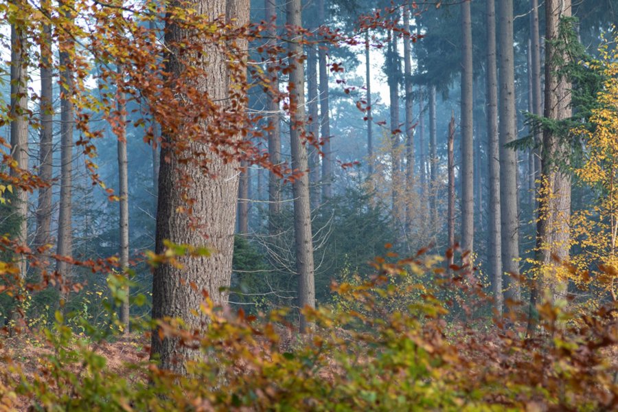 We hebben een overeenkomst getekend met @Heijmansnl en bundelen onze krachten rondom duurzaam bouwen:
- Leveren en afnemen van hout 🪵
- Maken van gezonde en groene leefomgevingen 🍃
- Ontwikkelen van de Nederlandse markt voor CO2-credits ➡️ bit.ly/32hK8TA.