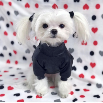 RuffStitched's tweet photo. Naughty or Nice list? ...We are willing to bet @ms.charmin made the nice list 😇
. . . 
#naughtyornice #santaiscoming #doglover #kwawesome #shopontario #smallbusiness https://t.co/EcdXSZBDSB