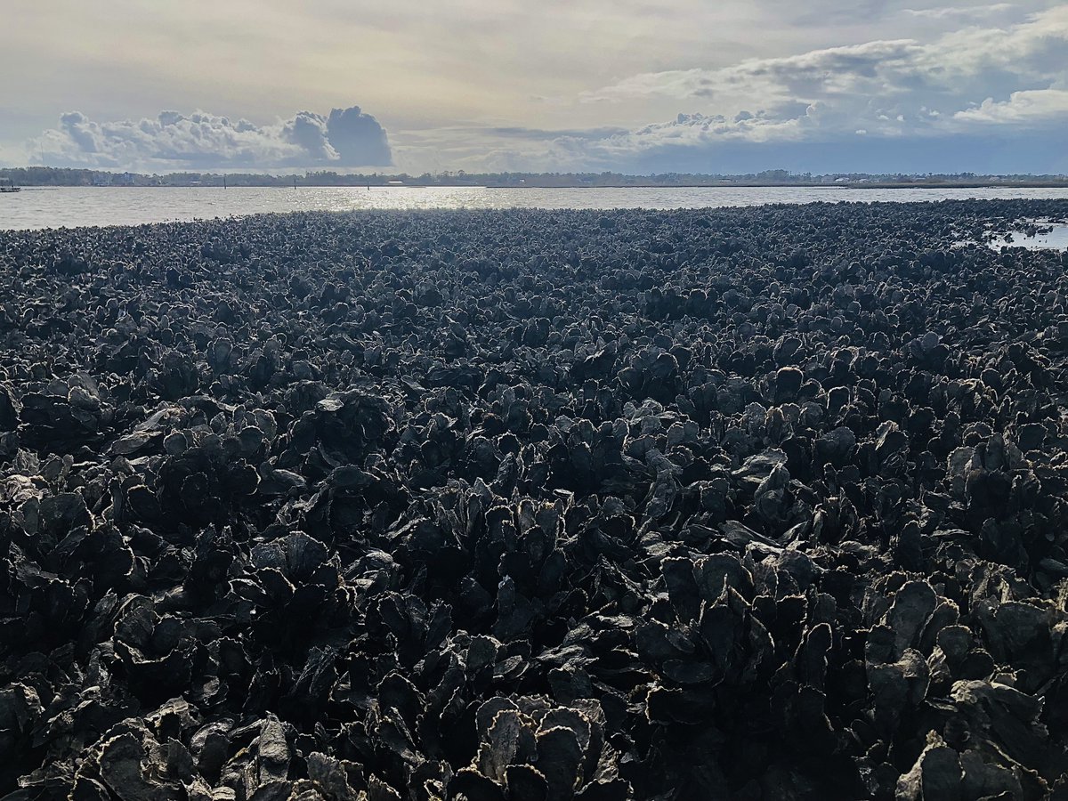 I’m searching for a Masters student to study disease resistance and tolerance in wild and selected oyster lines. Position is based <a href="/_CMAST/">NC State Center for Marine Sciences and Technology</a>. Start Fall 2022 with potential to begin earlier as a field tech. Reach out via email. Please share widely.